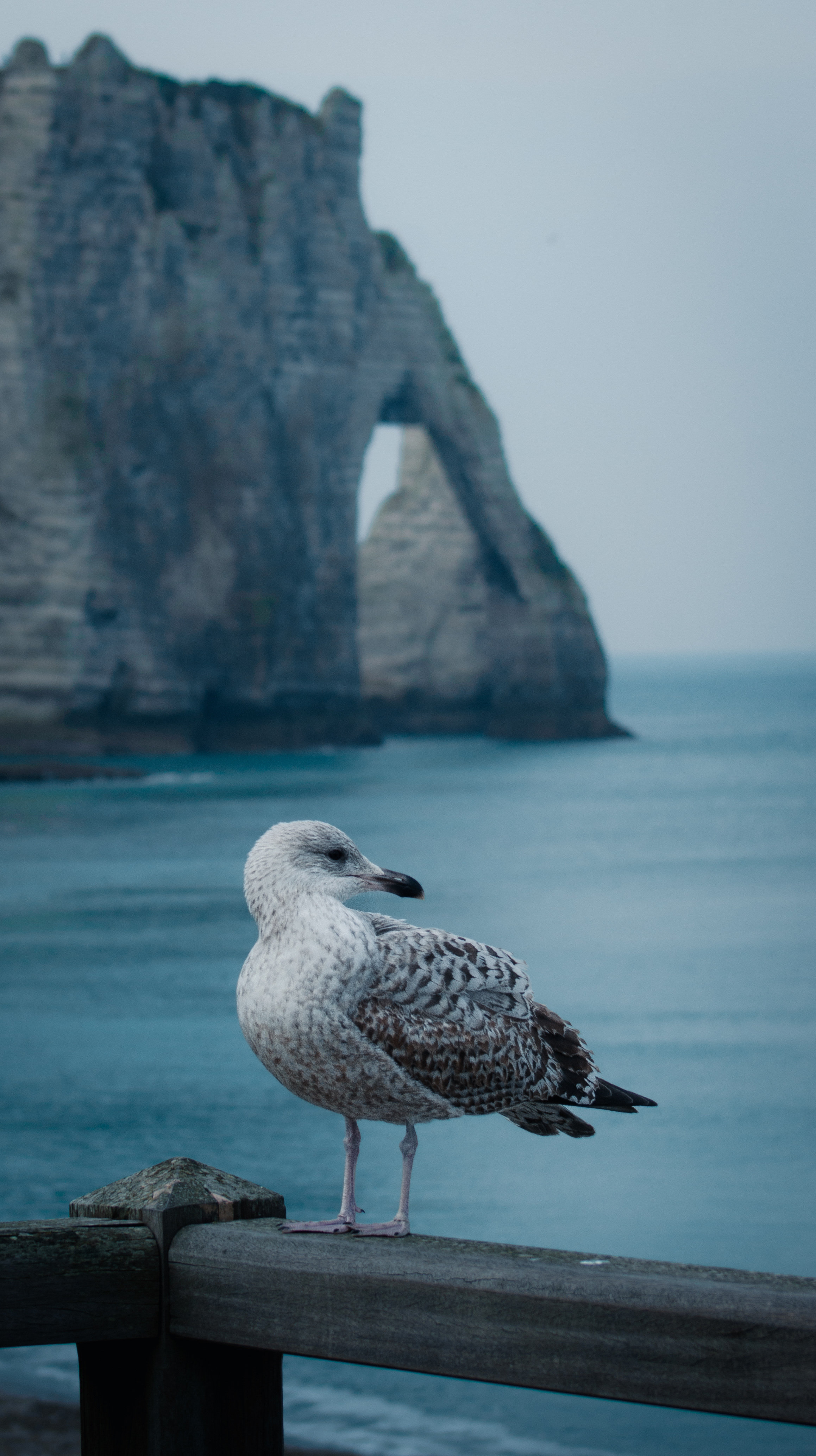 falaises